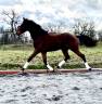 Gelding sBs Belgian Warmblood For sale 2023 Bay