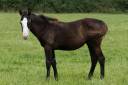 Filly Paint For sale 2024 Black