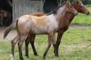 Colt Quarter For sale 2024 Roan