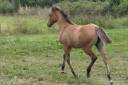 Filly Quarter For sale 2024 Dun