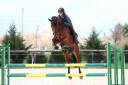 Gelding Selle Français For sale 2015 Bay