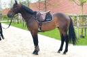 Gelding Selle Français For sale 2019 Dark Bay