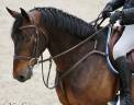 Gelding Selle Français For sale 2019 Dark Bay
