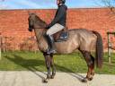 Mare Selle Français For sale 2019 Liver chestnut