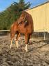 Gelding Selle Français For sale 2022 Chesnut