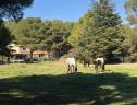 Luxurious equestrian property  Bouches-du-Rhône