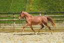 Mare Origin Recorded For sale 2019 Chesnut