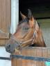 Gelding Anglo-Arabian For sale 2021 Bay