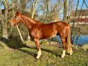 Gelding Selle Français For sale 2021 Chesnut