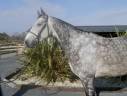 Gelding Selle Français For sale 2019 Grey
