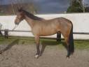 Gelding Selle Français For sale 2020 Bay