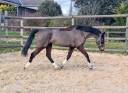 Gelding Selle Français For sale 2013 Bay