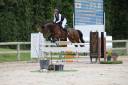 Gelding Selle Français For sale 2018 Bay