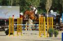 Gelding Selle Français For sale 2017 Liver chestnut