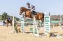 Gelding Selle Français For sale 2017 Liver chestnut