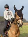 Gelding Selle Français For sale 2021 Bay