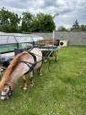 Carriage - Calèche   