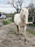 Entire Palomino For sale 2020 Palomino