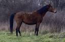 Broodmare Selle Français For sale 2018 Bay