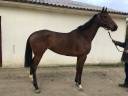 Mare Thoroughbred For sale 2018 Bay