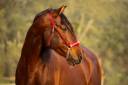 Entire PRE Pure Spanish Bred For sale 2013 Chesnut