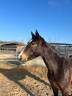 Gelding Zangersheide For sale 2022 Bay
