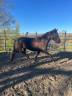 Mare No Origin Recorded For sale 2018 Dark Bay