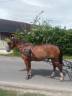 Gelding Franche-Montagne For sale 2006 Bay