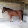 Gelding Franche-Montagne For sale 2006 Bay