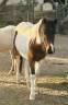 Entire Welsh Pony (Section B) For sale 2023 Coloured