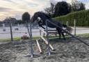 Gelding Zangersheide For sale 2022 Grey