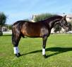 Gelding PRE Pure Spanish Bred For sale 2022 Dark Bay