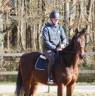 Gelding Thoroughbred For sale 2018 Bay