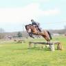 Gelding Thoroughbred For sale 2018 Bay