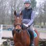 Gelding Thoroughbred For sale 2016 Bay