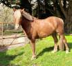 Gelding Connemara For sale 2021 Liver chestnut