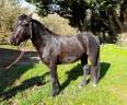 Gelding Connemara For sale 2021 Black
