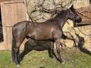 Gelding Selle Français For sale 2021 Black