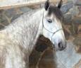 Entire PRE Pure Spanish Bred For sale 2019 Grey
