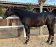 Entire PRE Pure Spanish Bred For sale 2022 Black