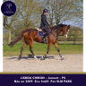 Mare Thoroughbred For sale 2019 Bay