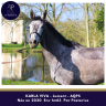 Mare AQPS For sale 2020 Grey