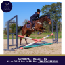 Gelding Thoroughbred For sale 2021 Bay