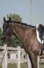 Gelding KWPN Dutch Warmblood For sale 2018 Dark Bay