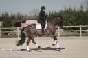 Gelding KWPN Dutch Warmblood For sale 2018 Dark Bay