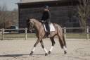 Gelding KWPN Dutch Warmblood For sale 2018 Dark Bay