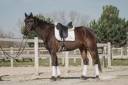 Gelding Oldenburg For sale 2020 Dark Bay
