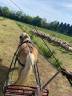 Gelding Haflinger For sale 2013 Silver dapple
