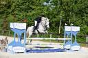 Mare Connemara For sale 2014 Grey