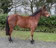 Gelding French Saddle Pony For sale 2023 Bay